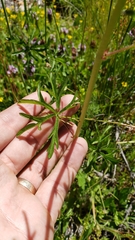 Sidalcea oregana oregana