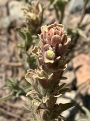 Castilleja pilosa