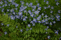 Houstonia caerulea