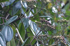 Miconieae