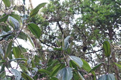 Miconieae