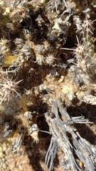 Corynopuntia