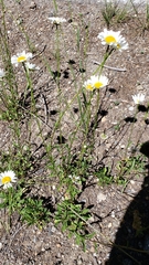 Leucanthemum vulgare