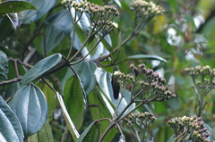 Miconieae