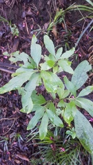 Coprosma dodonaeifolia