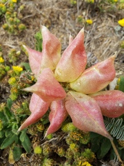 Astragalus nuttallii nuttallii