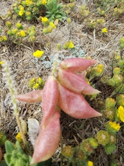 Astragalus nuttallii nuttallii