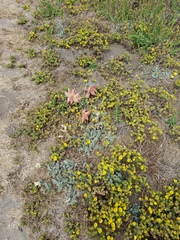 Astragalus nuttallii nuttallii