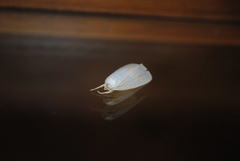 Cryptophasa flavolineata