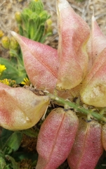 Astragalus nuttallii nuttallii
