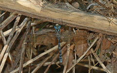 Caliaeschna microstigma