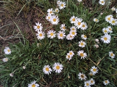 Aster alpinus vierhapperi
