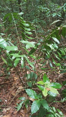 Ceratozamia