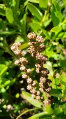 Leucothoe davisiae