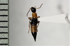 Paederus littorarius