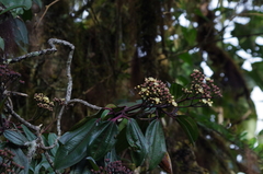 Miconia latifolia