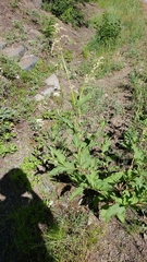 Koenigia phytolaccifolia