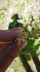 Koenigia phytolaccifolia