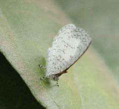 Spalgis lemolea lemolea