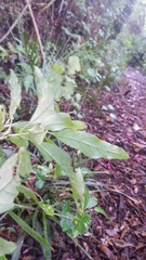 Coprosma dodonaeifolia