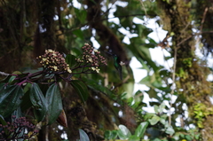 Miconia latifolia