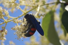 Pygodasis ephippium ephippium