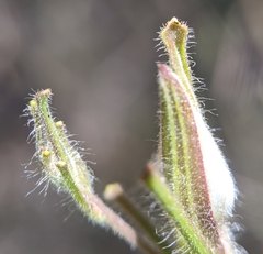 Cordylanthus pilosus pilosus