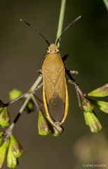 Catorhintha selector