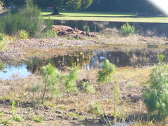 Miscanthus nepalensis