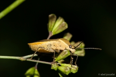 Catorhintha selector