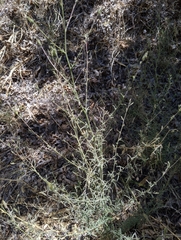 Cordylanthus pilosus pilosus
