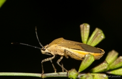 Catorhintha selector