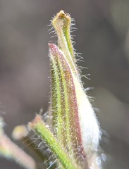 Cordylanthus pilosus pilosus