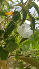 Odonellia hirtiflora