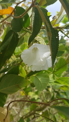 Odonellia hirtiflora