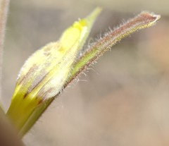 Cordylanthus pilosus pilosus