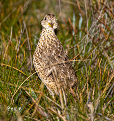 Pedionomus torquatus