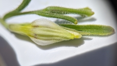 Cordylanthus pilosus pilosus