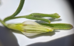 Cordylanthus pilosus pilosus