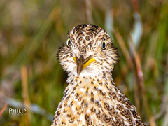 Pedionomus torquatus