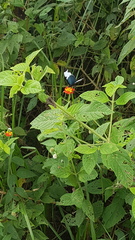 Heliconius sapho leuce