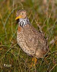 Pedionomus torquatus