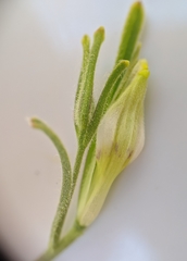 Cordylanthus pilosus pilosus