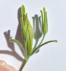 Cordylanthus pilosus pilosus