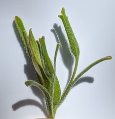 Cordylanthus pilosus pilosus