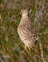 Pedionomus torquatus