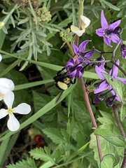 Bombus