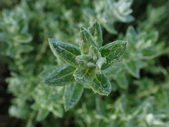 Senecio oederiifolius