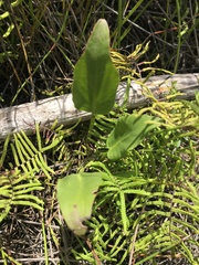 Liparophyllum exaltatum