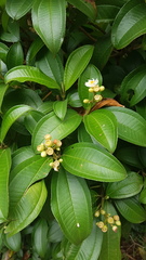 Miconia subhirsuta